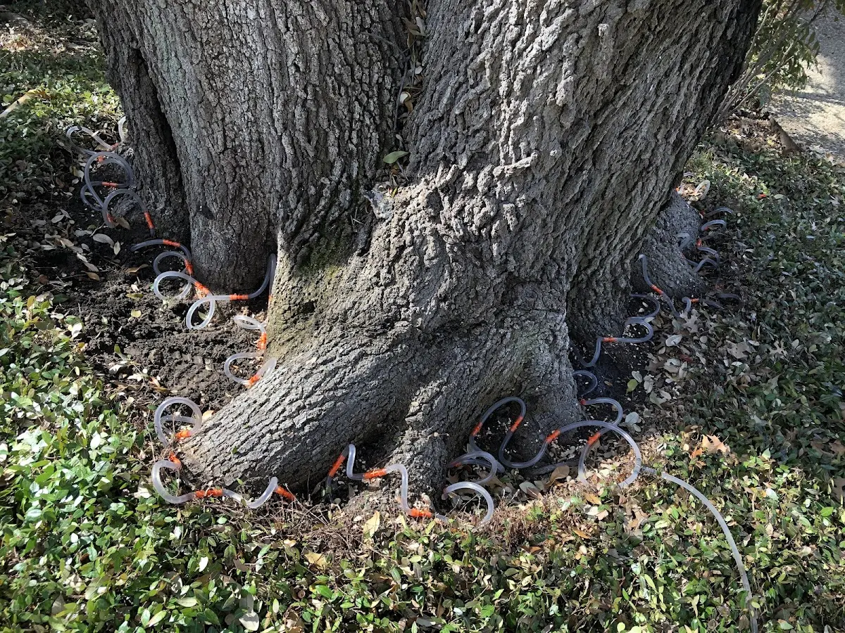 Detailed Tree Cabling and Bracing job site in Jeffersonville